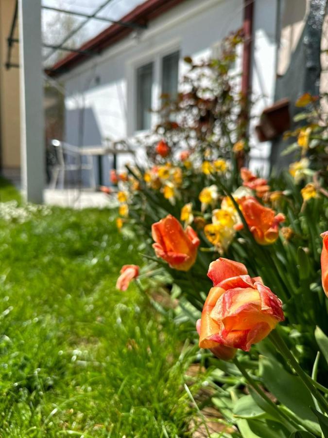 Apartmani Emily & Jully Nikšić Екстериор снимка